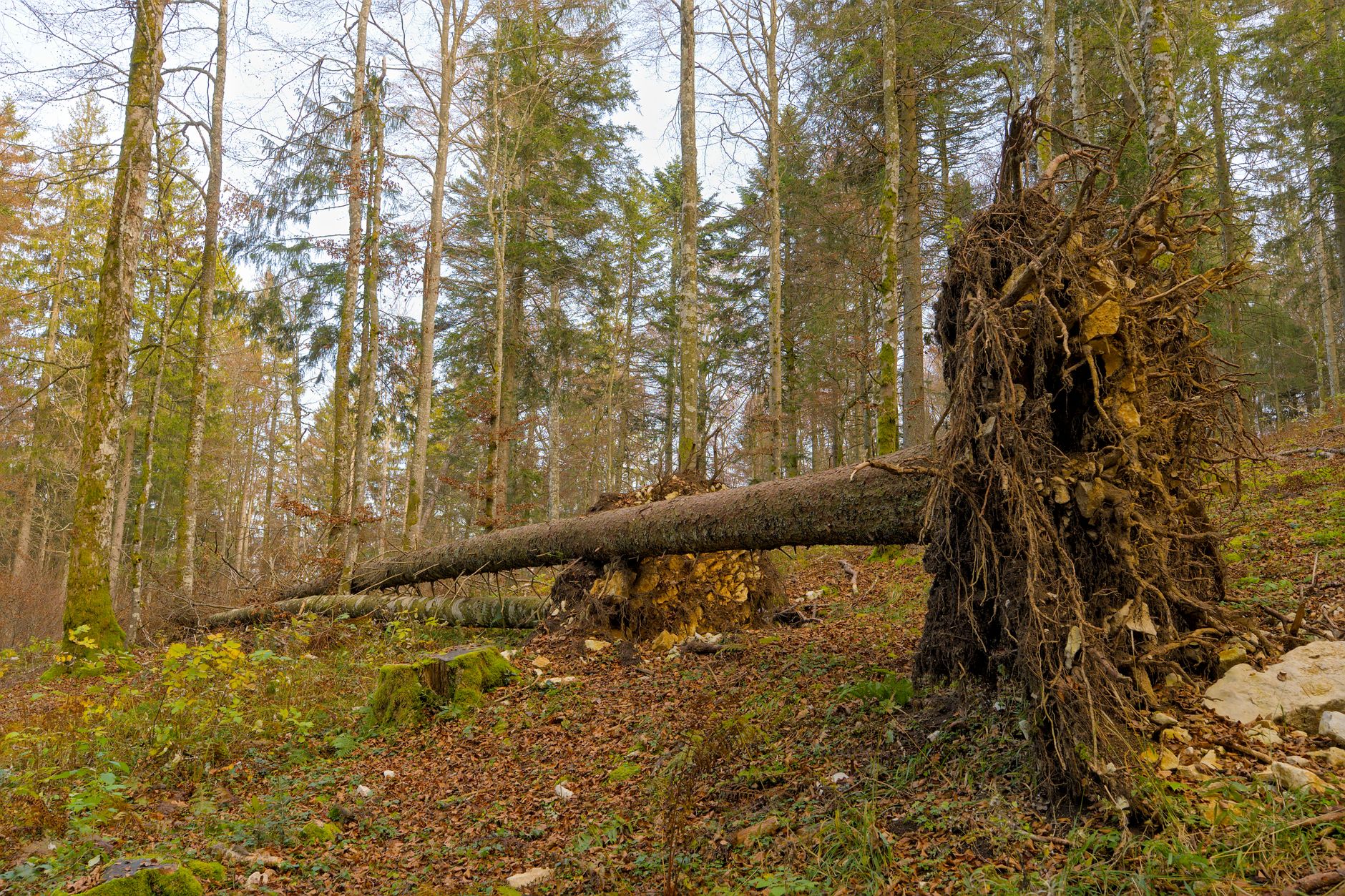 Enlèvement arbre urgence à Marcq-en-Barœul